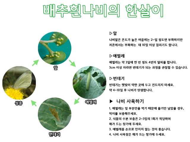 포맷변환_white butterfly _ 1070p2.jpg