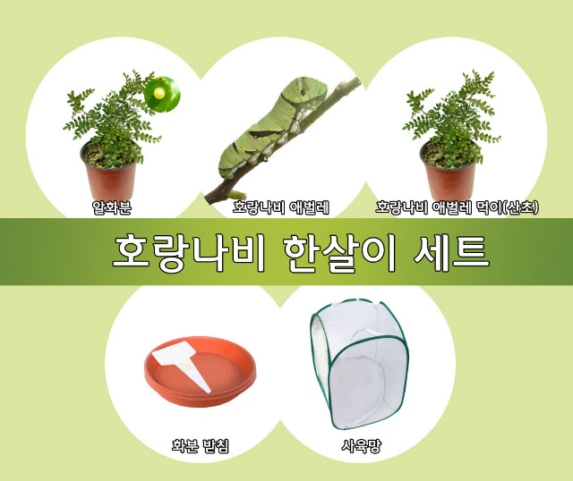 호랑나비 한살이세트.jpg