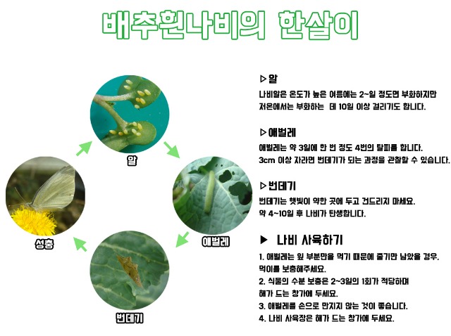 포맷변환_배추교육용white butterfly _ 1070p.jpg