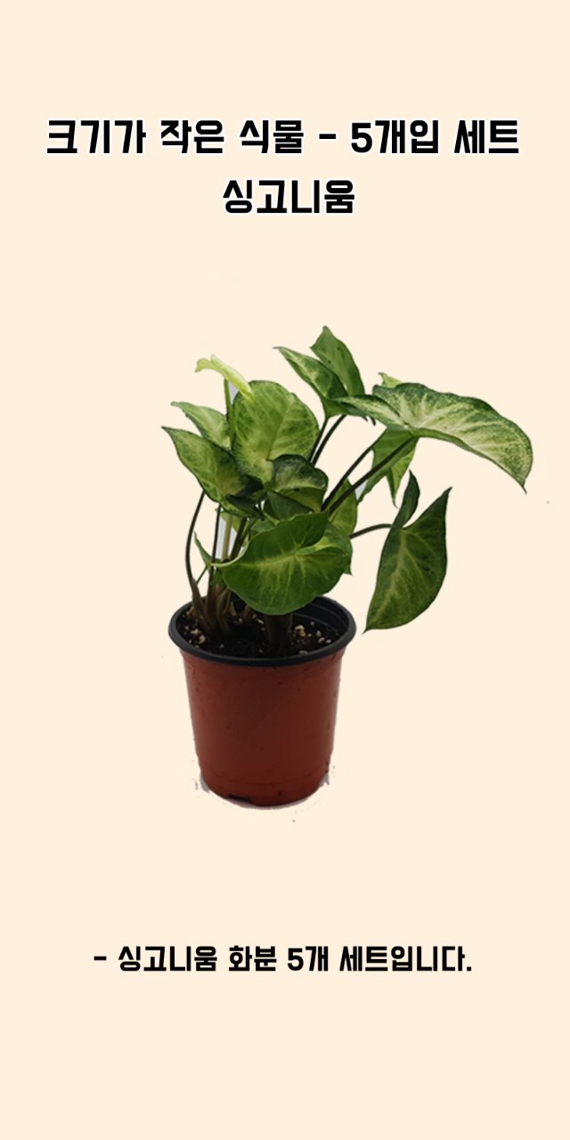 포맷변환_크기가작은식물-싱고니움 5개입.jpg