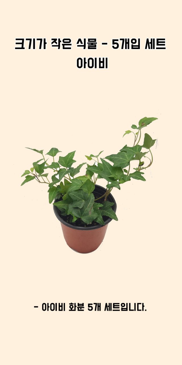 포맷변환_크기가작은식물-아이비 5개입.jpg