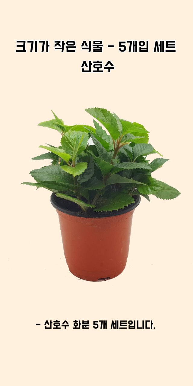 포맷변환_크기가작은식물-산호수 5개입.jpg