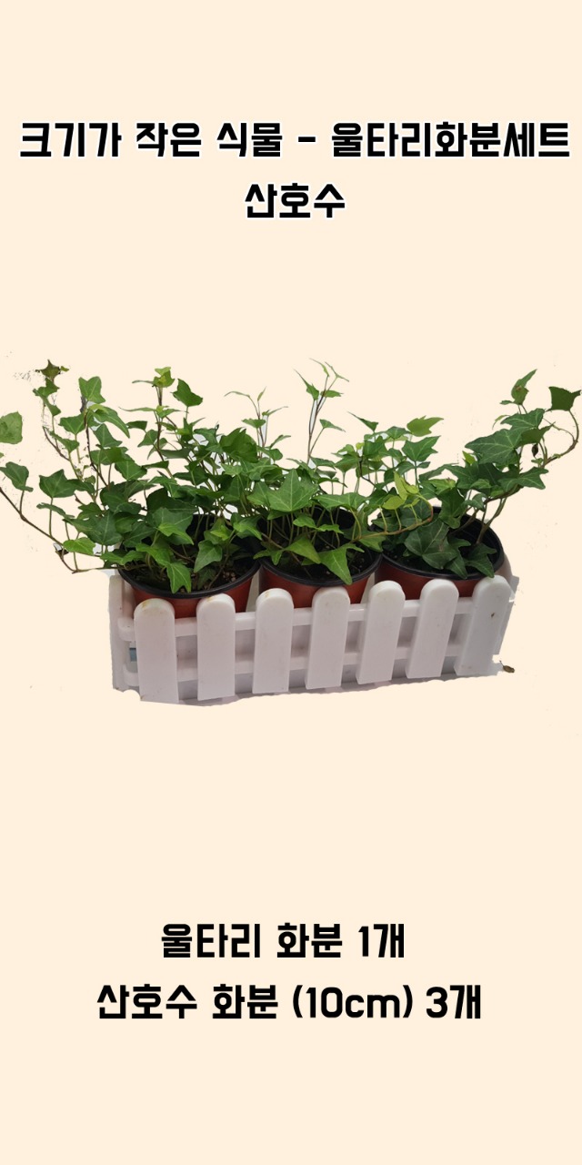 포맷변환_크기가작은식물- 울타리 아이비 .jpg