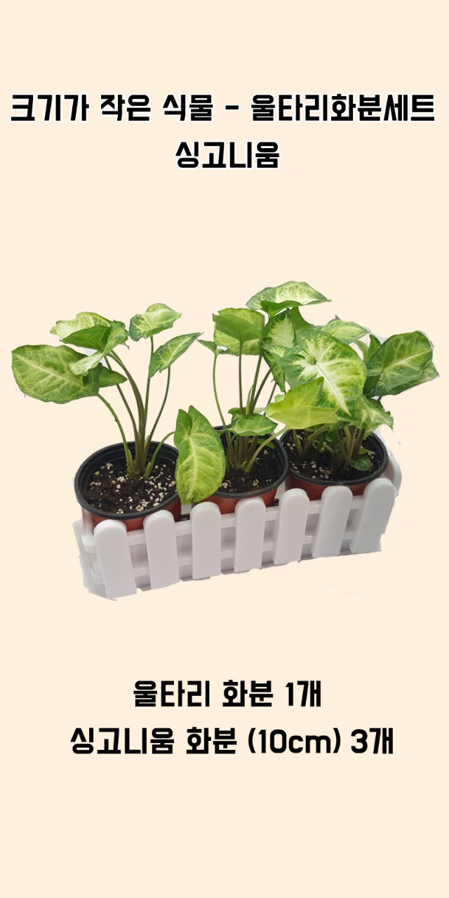 포맷변환_크기가작은식물- 울타리 싱고니움 .jpg