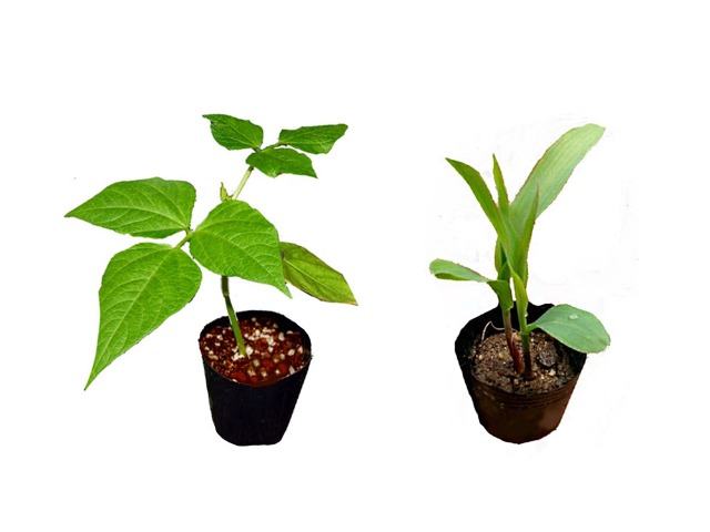 강낭콩 옥수수.jpg