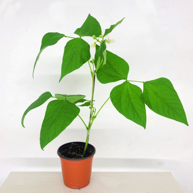 강낭콩 화분.jpg