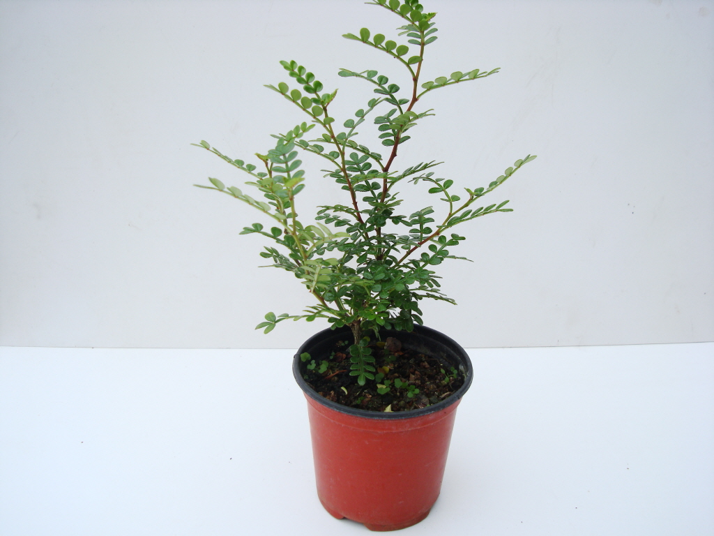 호랑나비알화분 