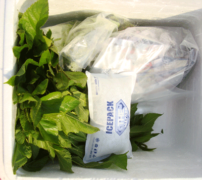 <b>뽕잎-누에먹이 