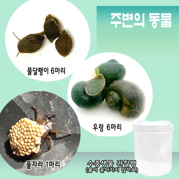 주변의동물2물속-물달팽이,물자라,우렁