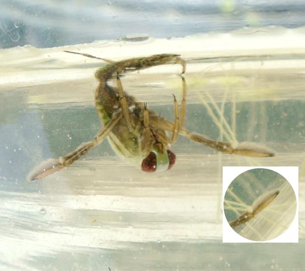 송장헤엄치게 ( 전화문의 ) 