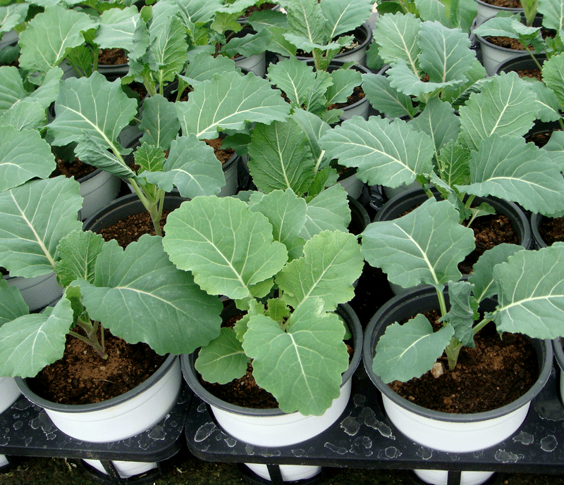 배추흰나비 애벌레 먹이화분(케일모종) 대 