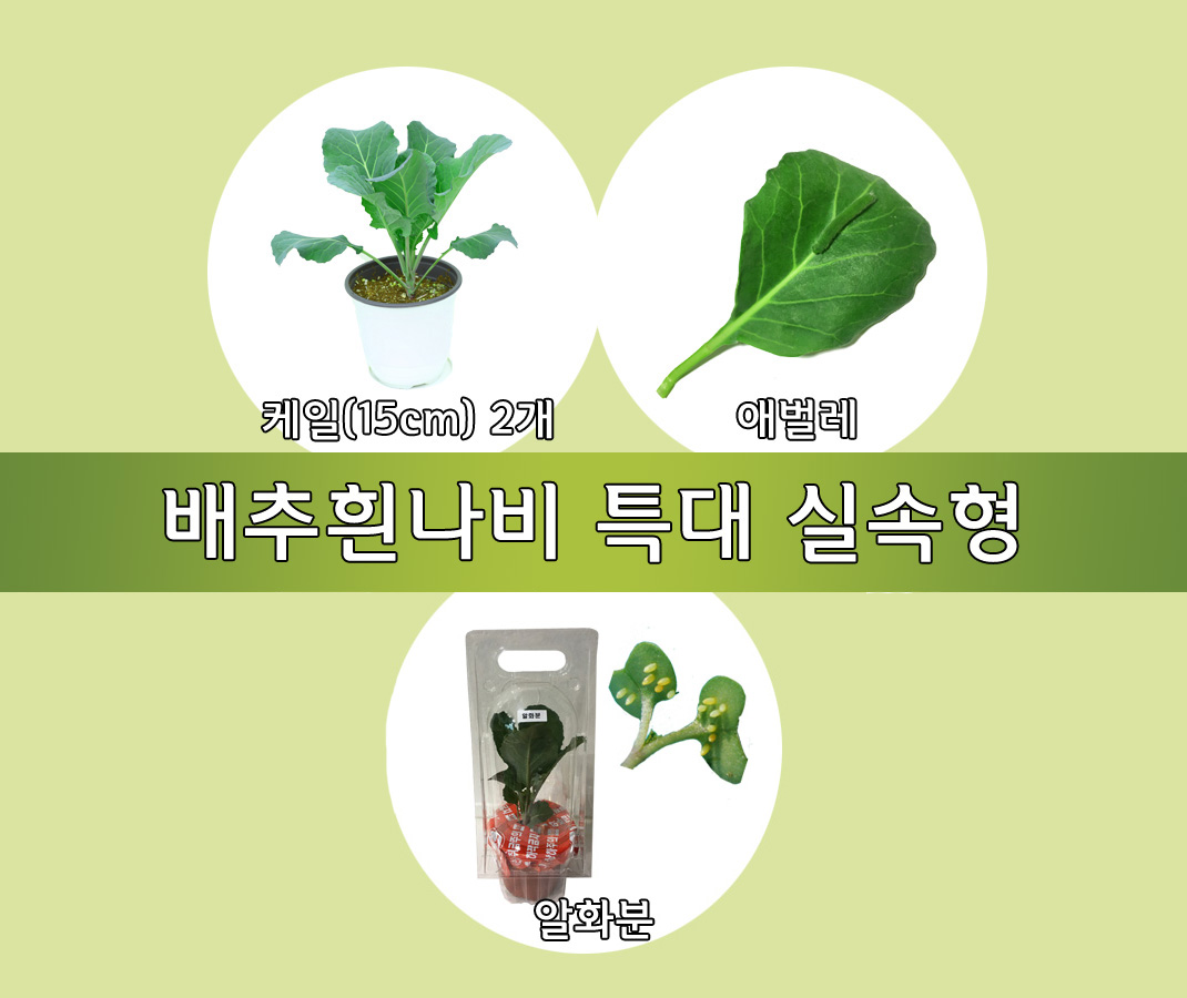 배추흰나비 특대 실속형 