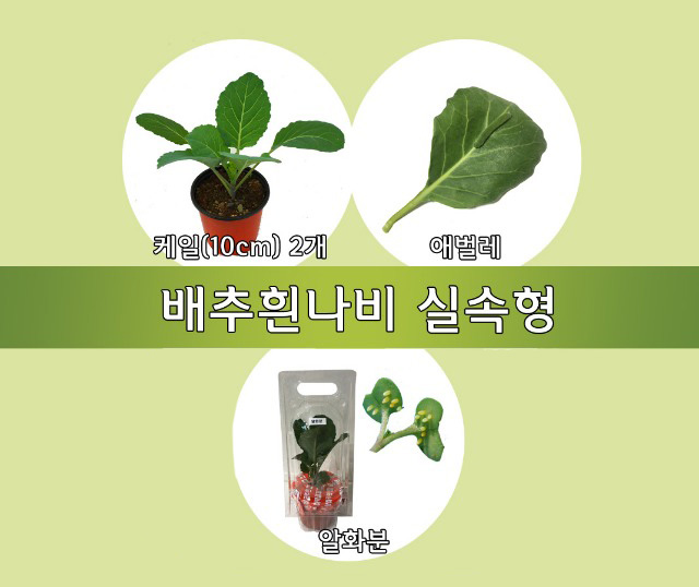 배추흰나비 실속형 