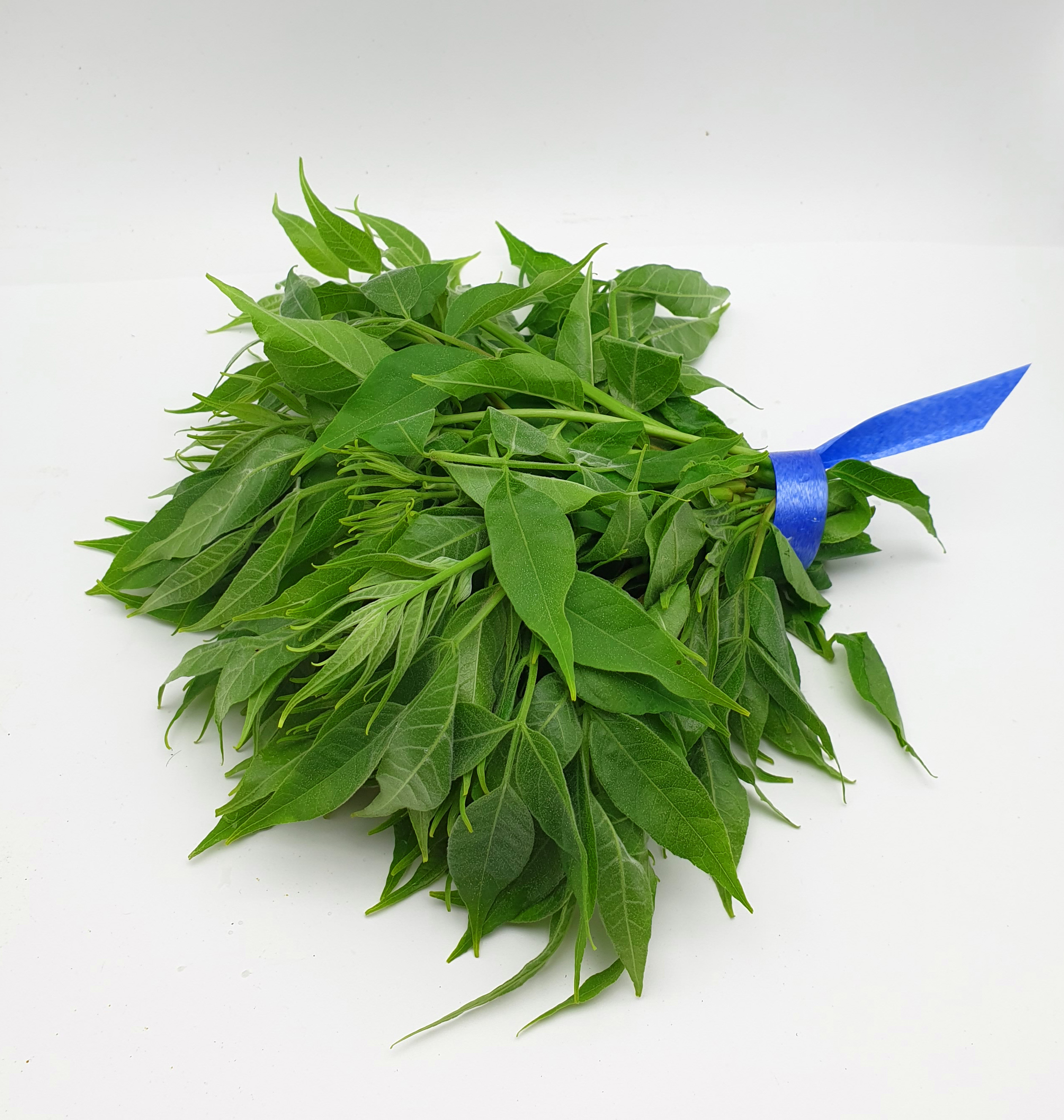 호랑나비 애벌레 먹이 ( 운향과 나무 )