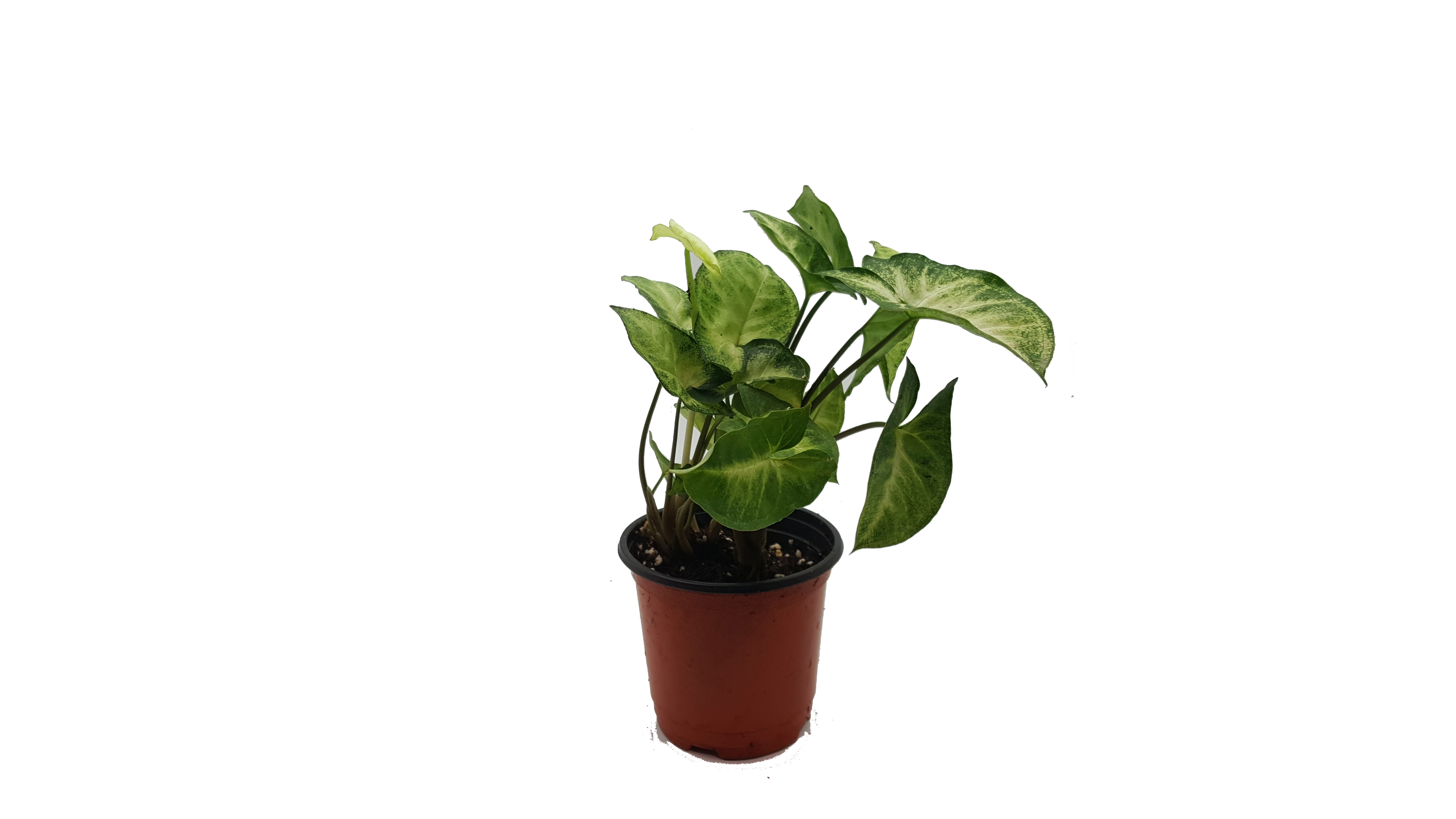 크기가 작은 식물 - 싱고니움 5화분 세트 