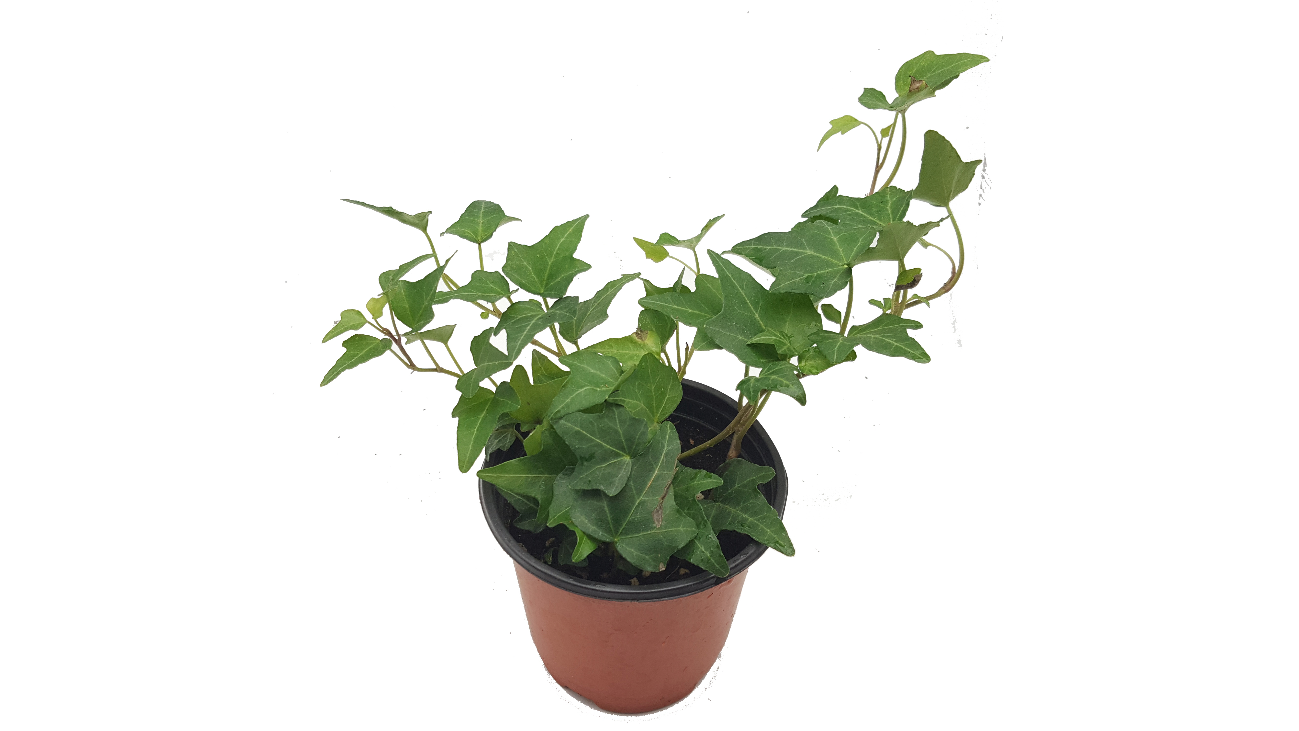 크기가 작은 식물 - 아이비 5화분 세트