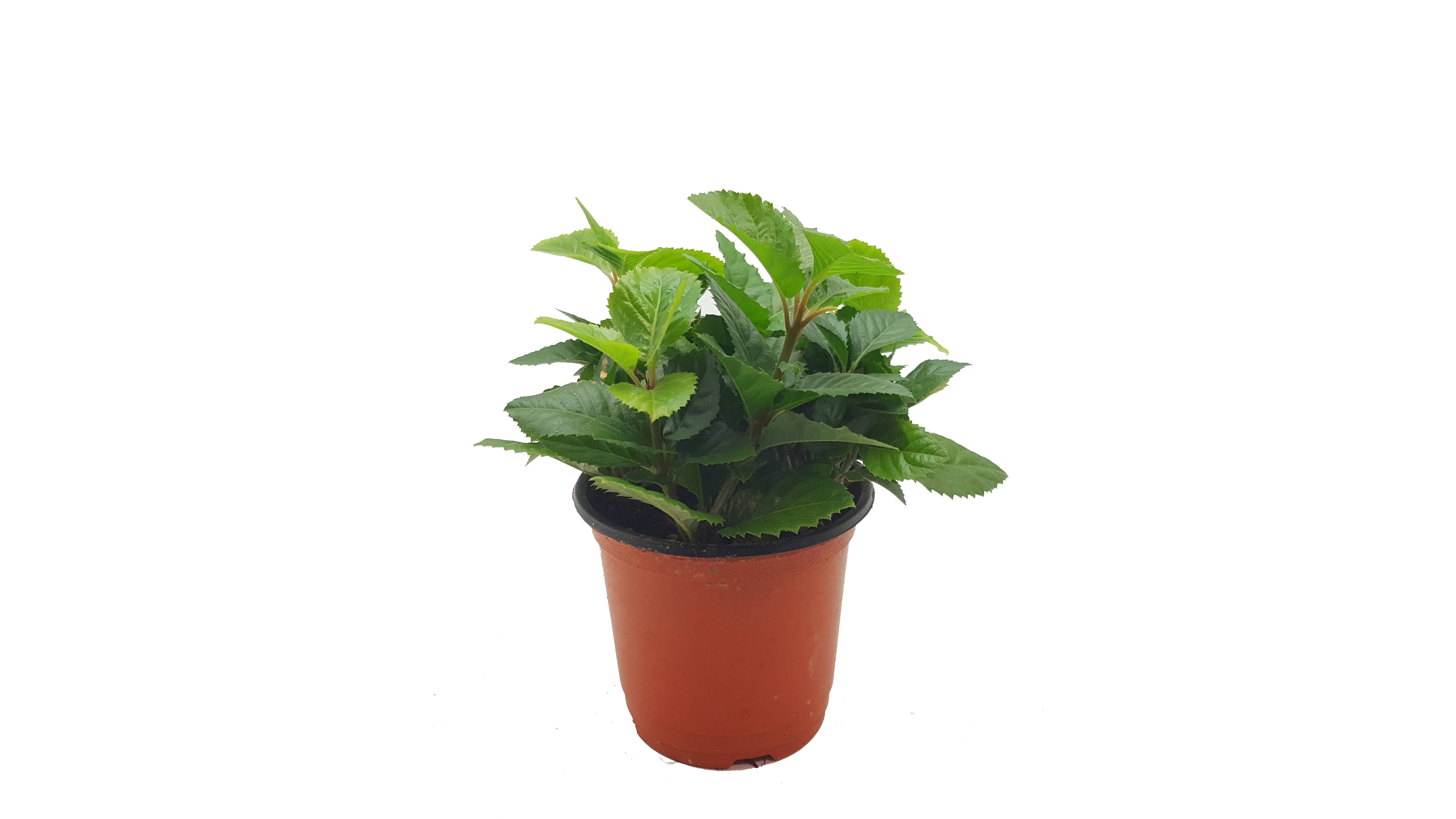 크기가 작은 식물 - 산호수 5화분 세트