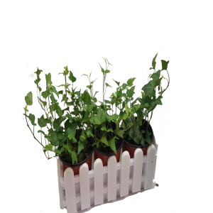 크기가 작은 식물 - 아이비 울타리 화분세트