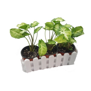 크기가 작은 식물 - 싱고니움 울타리 화분세트