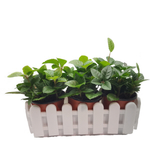 크기가 작은 식물 - 산호수 울타리 화분세트