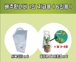 배추흰나비 1인 지급용 ( 6인용 )  